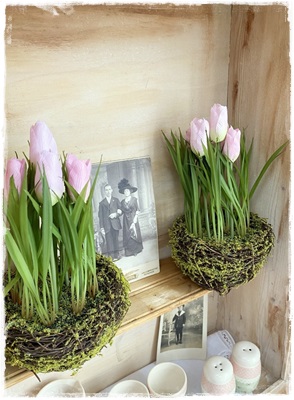 Leuke Tulpenplant Roze In Mosbakje, 13 Cm. Br. X 22 A 24 Cm. Hoog