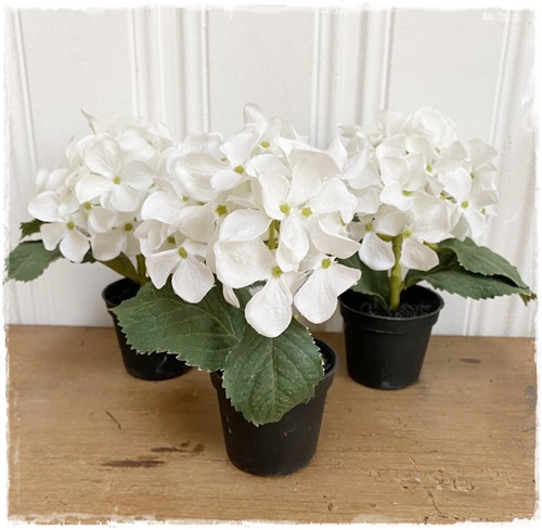 Laatste set van 3 potjes met hortensia wit, 15/16  cm. hoog.