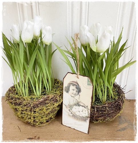 Leuke tulpenplant wit in mosbakje, 13 cm. br. x 22 a 24 cm. hoog